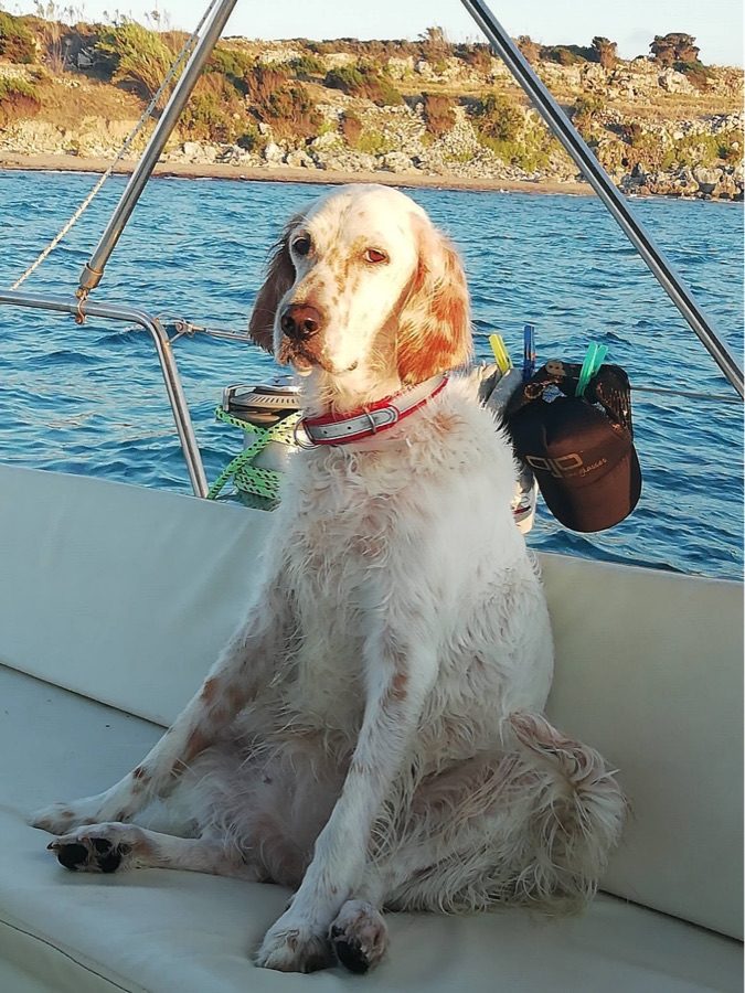 An English setter sitting in the cockpit of a charter yacht on a sunny day in Greece